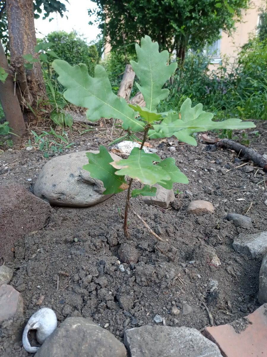 Фото автора. Мой дубок