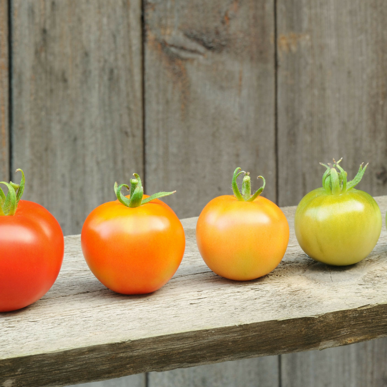 дозаривание томатов – важнейший агротехнический прием, позволяющий увеличить количество урожая на растущих томатных кустах.