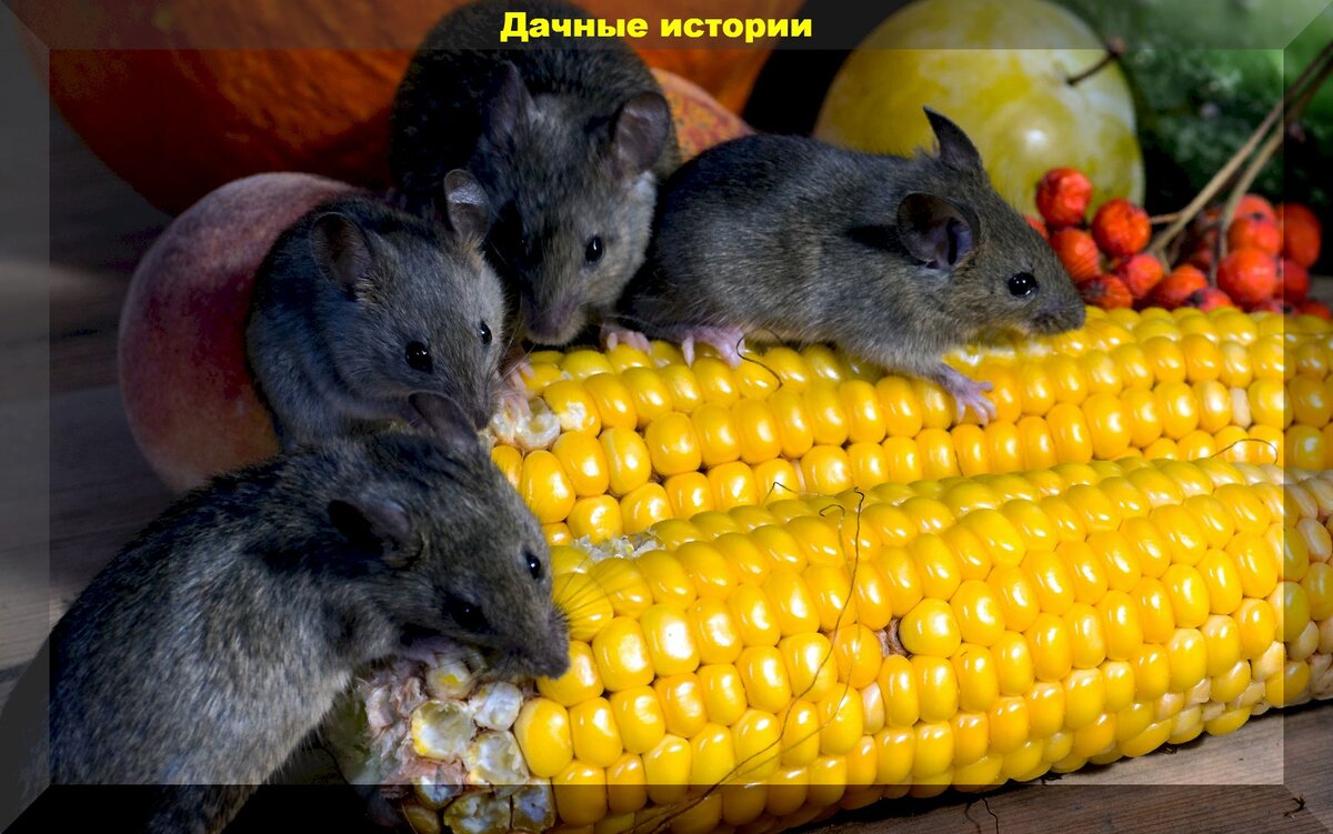https://vk.com/photo-159774511_457249211