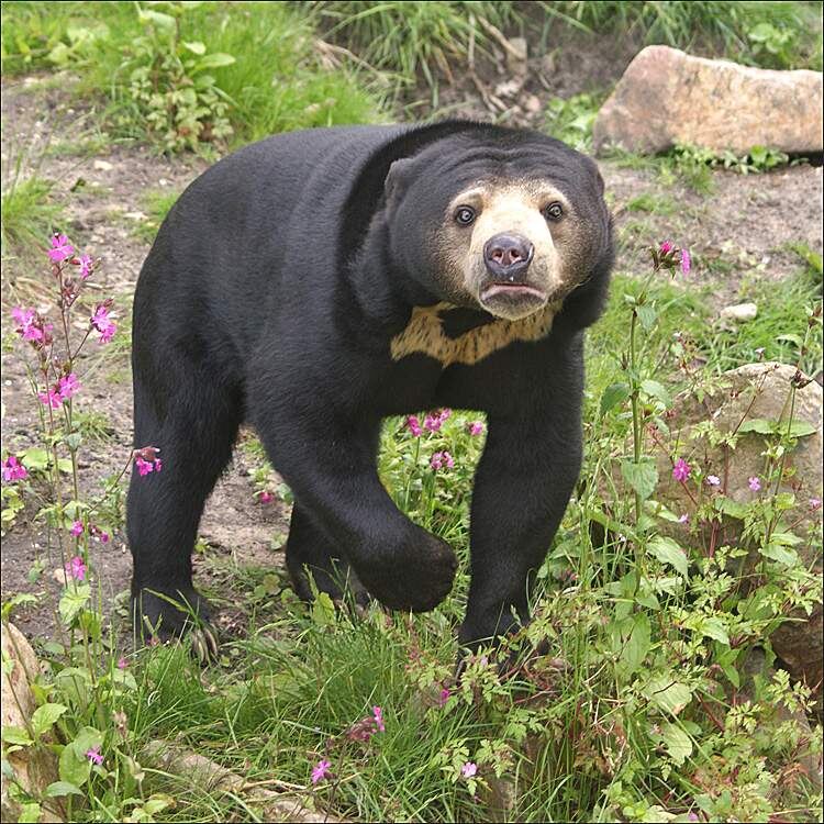 малайского медведя