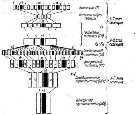 Схема селекционного процесса