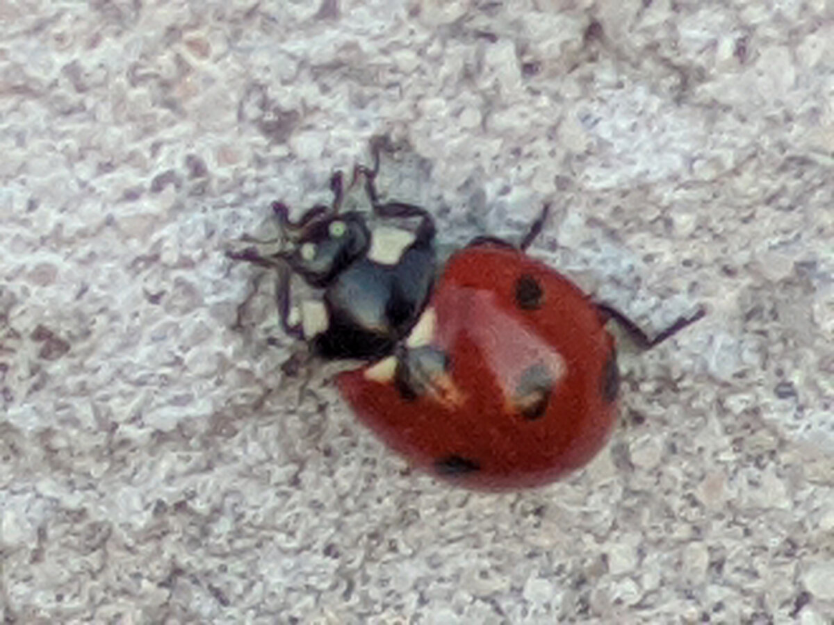 Божья коровка