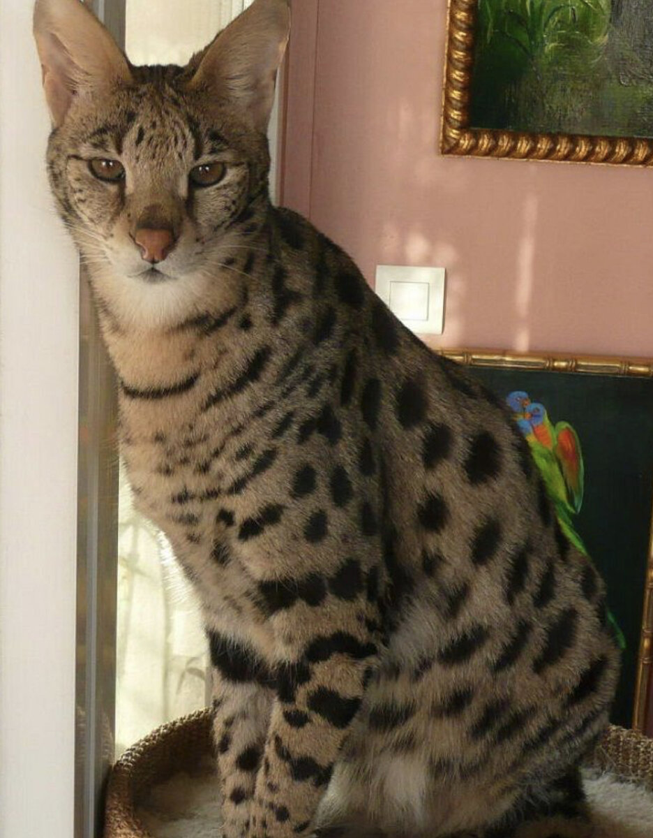 Почти у каждой второй семьи есть дома любимая кошечка, это милое создание является полноценным членом вашей семьи, является хозяйкой или хозяином квартиры пока вы на работе, она охраняет ваш очаг.
Это же так круто, возвращаясь домой встречать на пороге ваше любимое животное, которые ждет вас и сходу требует ласки, любви и внимания, ну и еды чуть-чуть)
Как у нас в доме появляется кошечка, кто-то берет котят из приютов, кто-то покупает породистого котенка, кто-то подбирает котенка маленького и беззащитного на улице.
Хочу сегодня уделить внимание породистым кошечкам, а именно самой дороге породе в мире.
Вы когда - нибудь задумывались о том, чтоб кошка может стоить $125 000 - это цена нескольких квартир в регионах, или одной квартиры в Москве. Представляете на сколько особенная и драгоценная эта кошечка. 
Ашера - именно так называется самая дорогая порода кошечек, новую породу вывели в 2007, внешне они как экзотические сервалы, такие же хищные грациозные и красивые, а характер у этих кошечек ласковый и любвиабильный, так что новый питомец отлично вживется в вашу семью. 
Внешне она безупречно красивая и статная кошечка, у нее вытянутое, длинное стройное тело, тонкая изящная шейка, большие стоячие ушки, крепкие и длинные лапки и тоненький длинный красивый хвост.
Этот вид кошечек очень активный, они любят много двигаться бегать и резвиться, поэтому им нужно очень много свободного пространства и вряд ли они приживутся в квартире, другое дело загородный дом м большой просторной территорией, где ваш любимый питомец может в удовольствие порезвиться. 
так же эта кошечка необычная, из-за ее любви к воде, она с удовольствием с вами поплавает в бассейне и составит вам компанию.  
