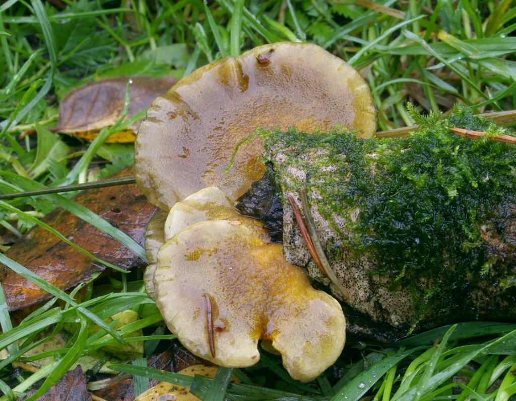 Поздняя вешенка, появившаяся рано: трава еще зеленая (фото И.Лебединского)
