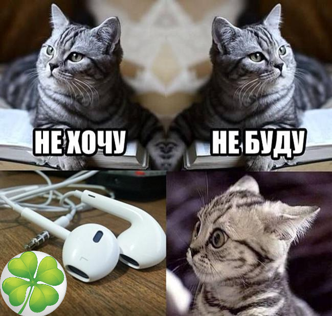 Картинки мемы с котами