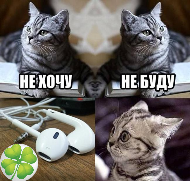 Коты мемы. Кот Мем. Мемы про котиков. Подборка мемов с котиками.