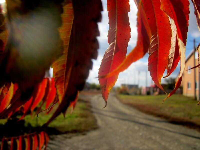 Собственное фото автора. Осень на моей улице