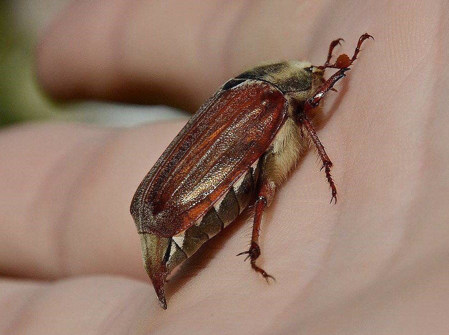 Что едят майские жуки в домашних условиях