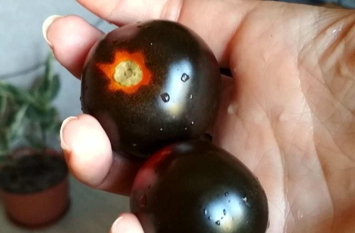 томаты сорта Черника