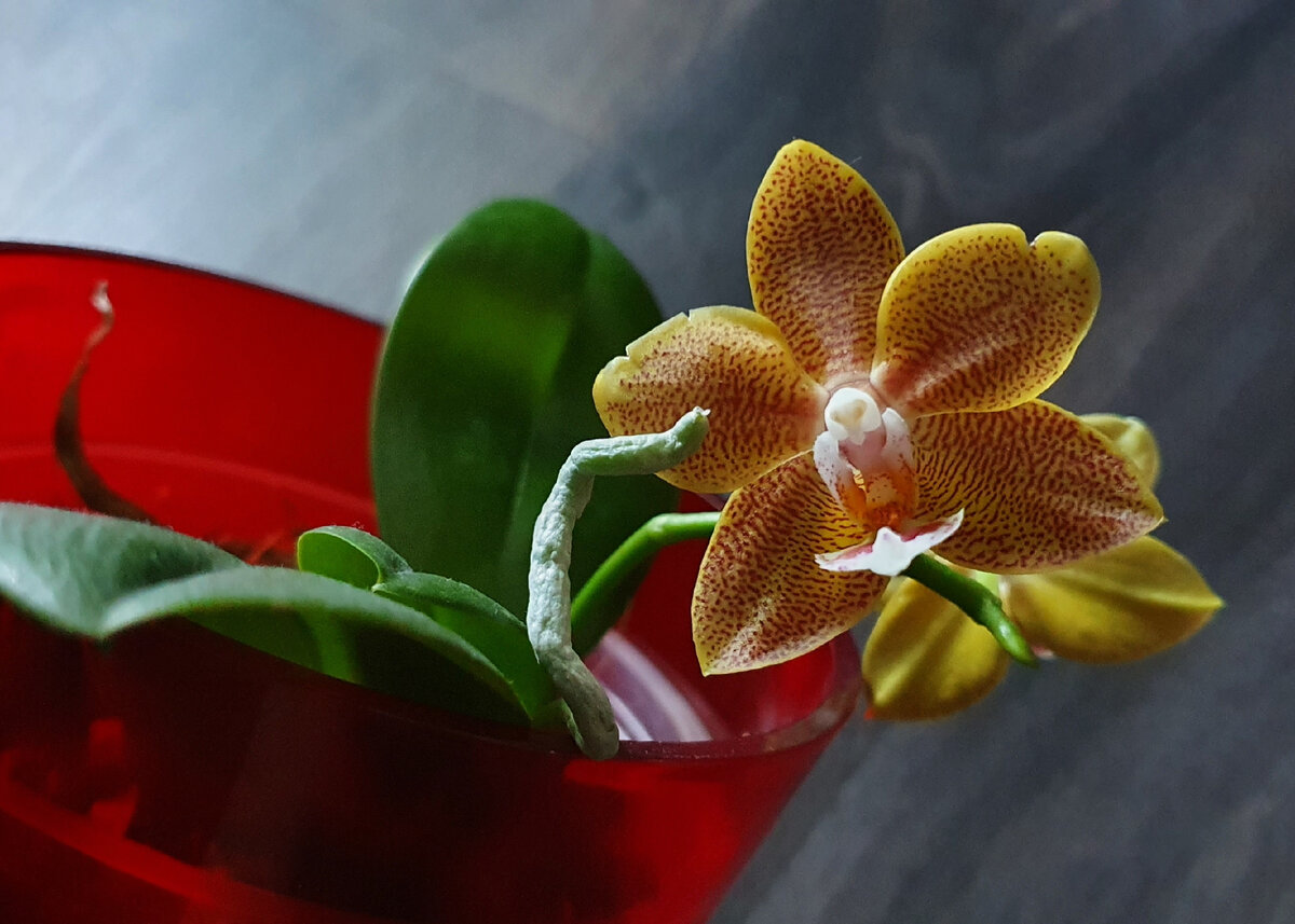 Детка мастерписа, ее первые цветы и милый корешочек