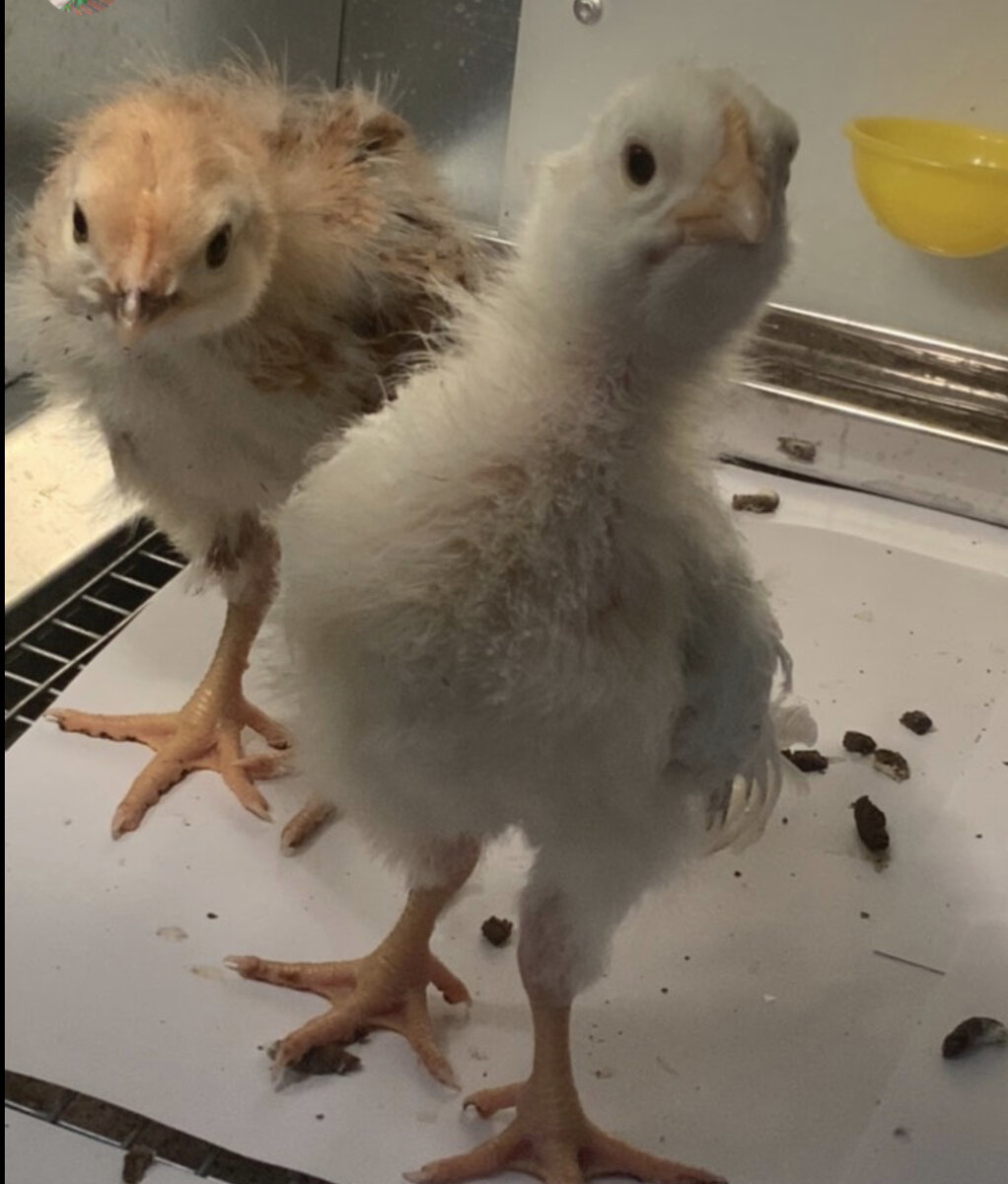 Свет 24 часа до  2х недель