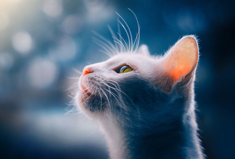 фото из открытого доступа