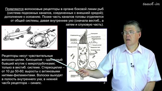 Дубынин В. А. - 100 часов школьной биологии - 1.21. Вестибулярная и слуховая чувствительность