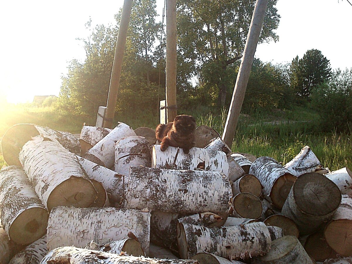 А ЭТО Я В ГОСТИ ПРИШЕЛ, Я ЕЩЕ ТАК, ПРИСМАТРИВАЮСЬ, ПРИНЮХИВАЮСЬ. ДРОВА ОХРАНЯЮ. Это лето 19 года