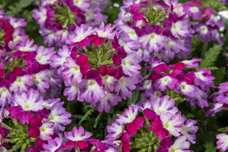 Вербена гибридная. Фото используется с сайта na-dache.pro