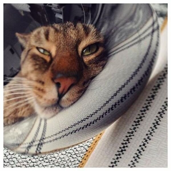 Перепутала модную нынче болезнь и похмелье)