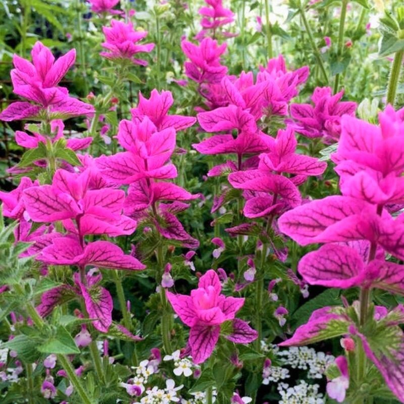 Сальвия розовый монарх фото цветов на клумбе