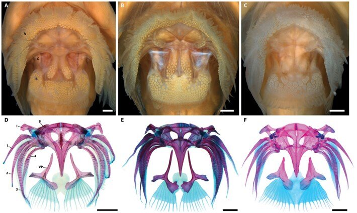 Источник:  Техасский университет A&M 