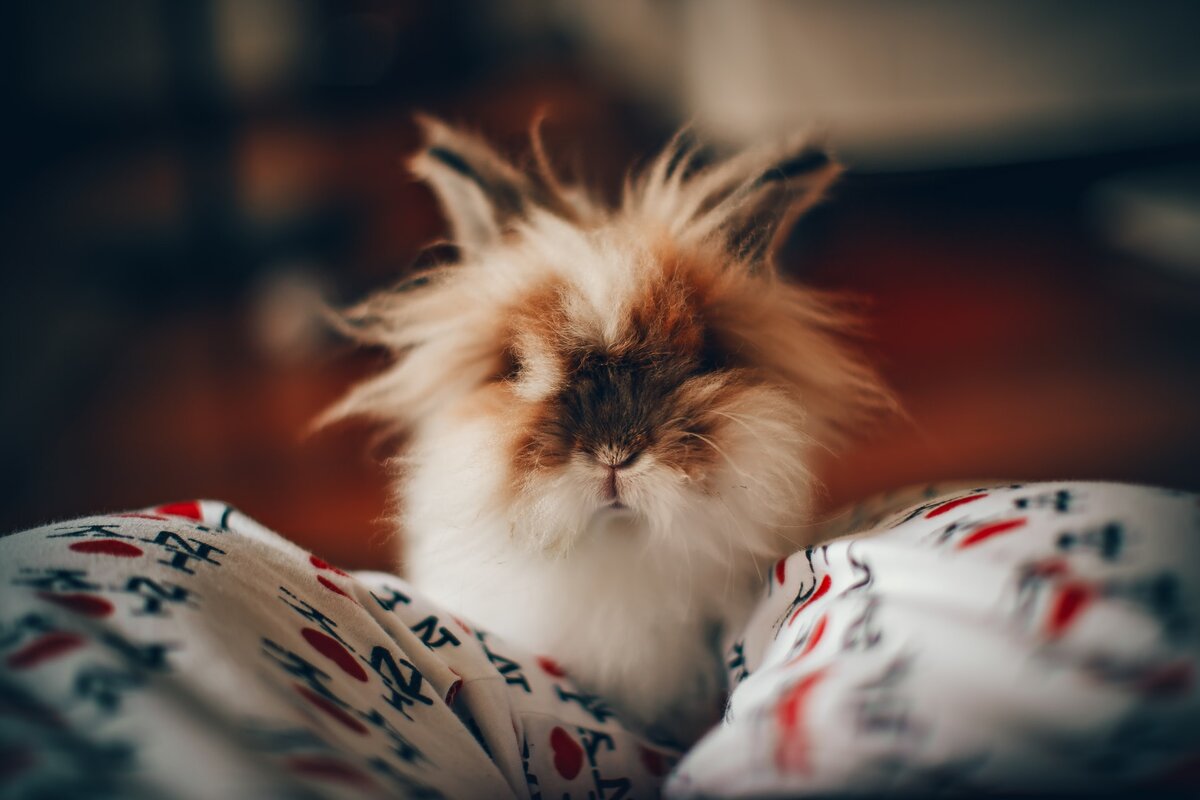 Bunny Mocha by Helena Lopes @unsplash.com