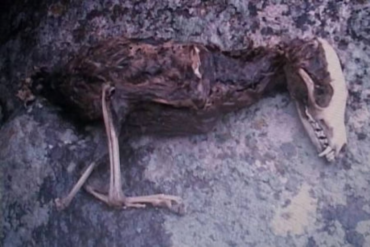 Фото скелета загадочной птицы с зубами, который сделал местный житель