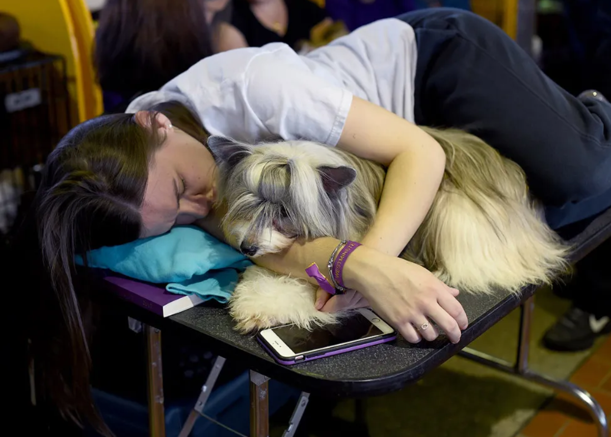 Крафт выставка собак. Westminster Dog show. Вестминстерская выставка собак. Crufts Dog show.