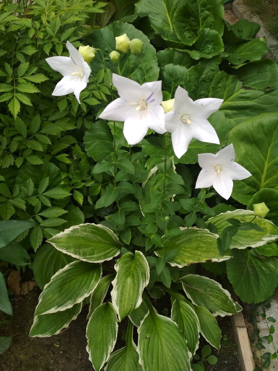 Белый платикодон хорошо сочетается с белоокаймлённой хостой.