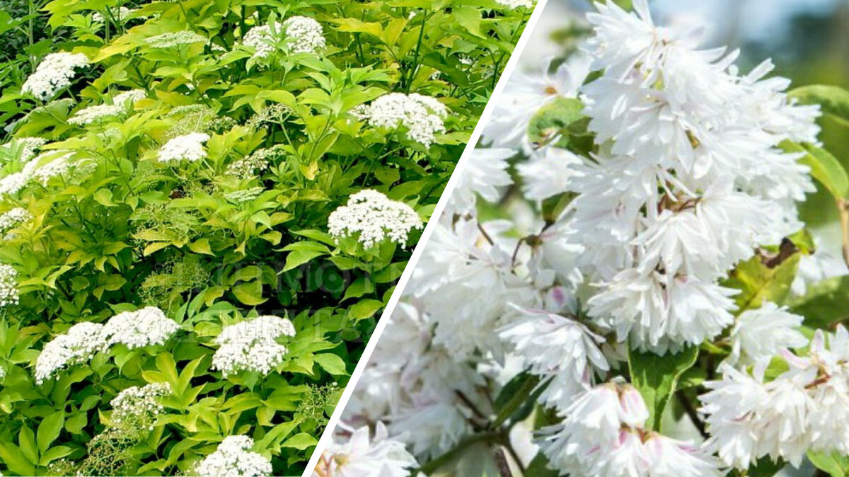 Бузина и дейция