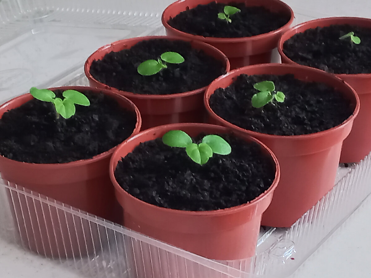 ������ ������ ������������, ������� ����� ��� ���� ���������.