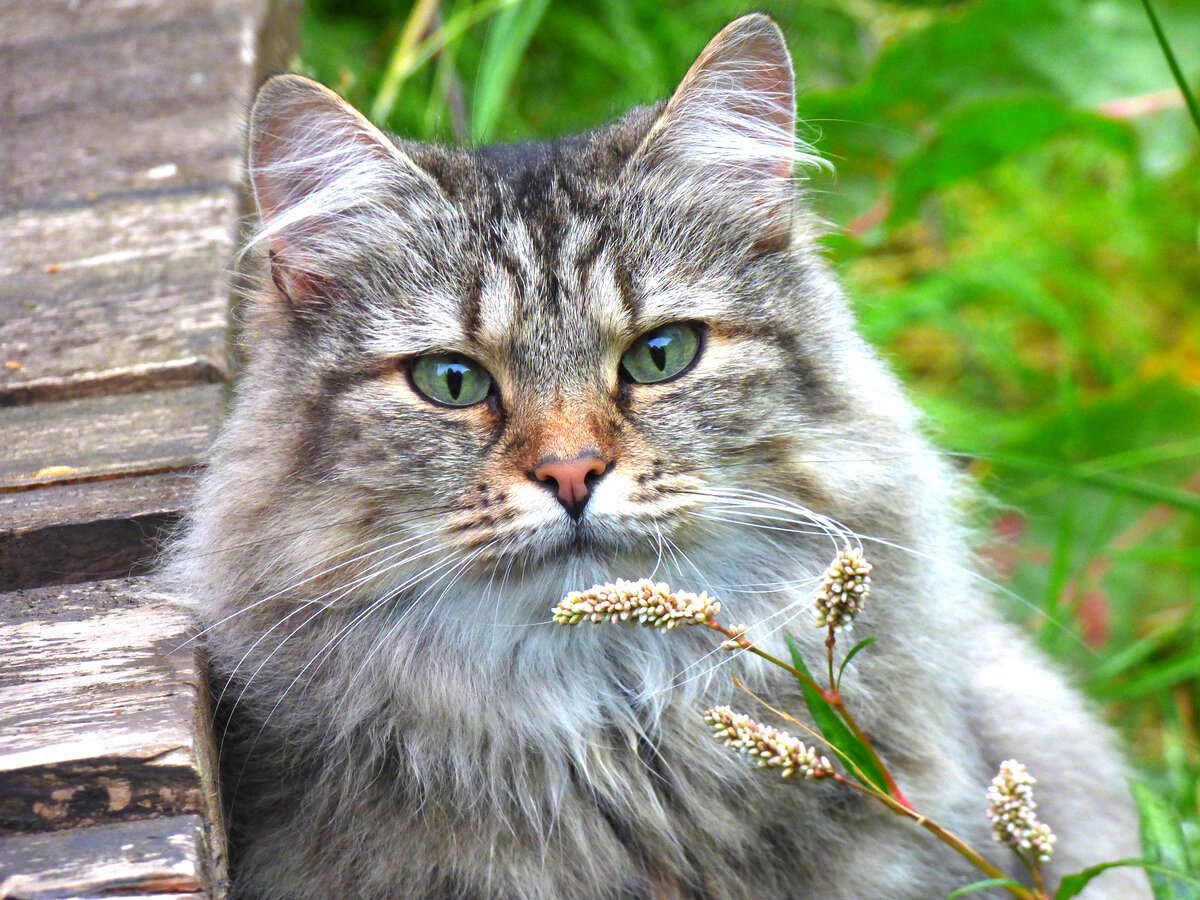 Норвежская лесная кошка: история, стандарты, характер, содержание |  ЗооПассаж | Дзен