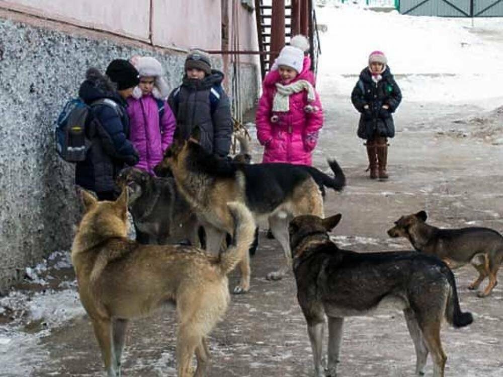 А в Приморье бездомные собаки не дремлют. Снова заложниками ситуации остаются дети