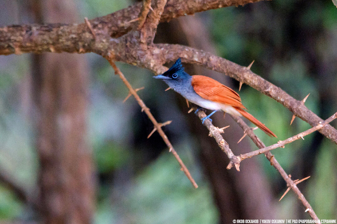 Райская мухоловка