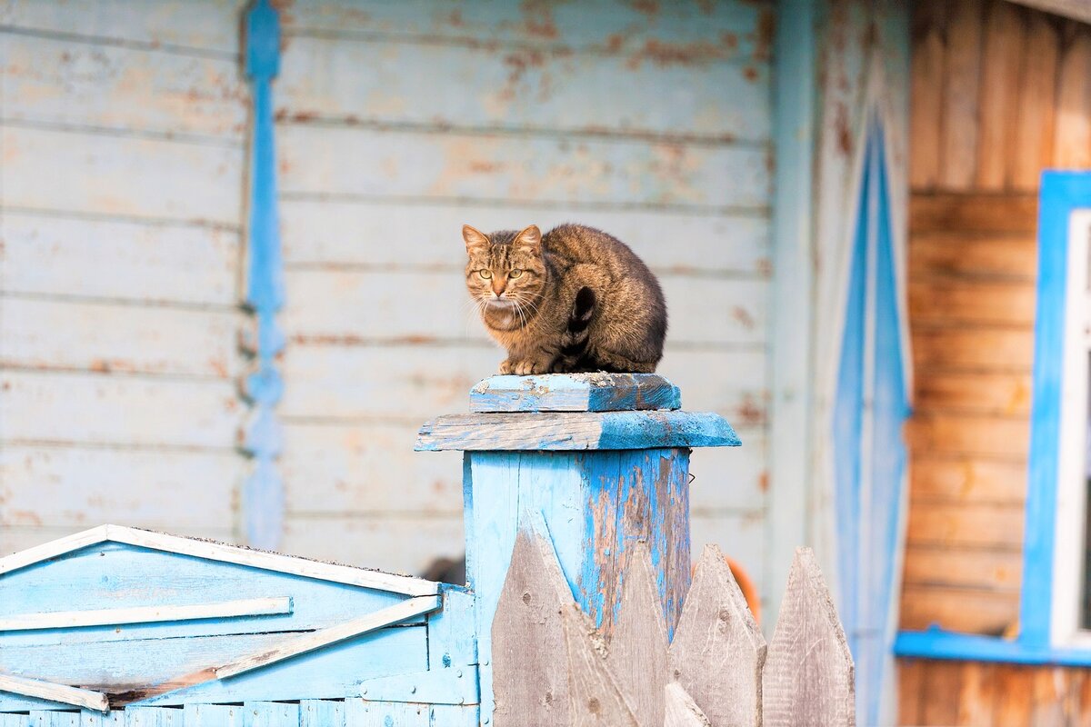 фото с https://pixabay.com