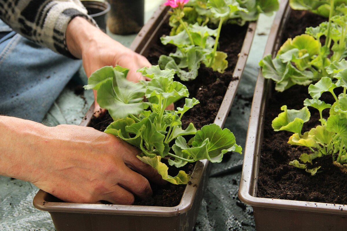 Пересадка герани. Пересадка пеларгонии. Как пересадить пеларгонию. Gardening Technics.