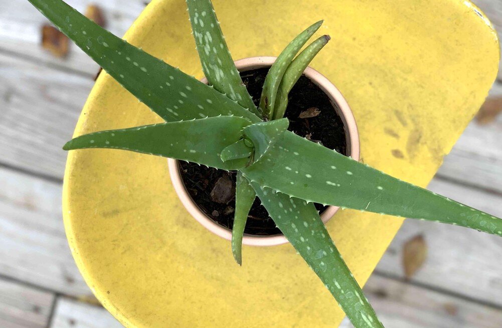 Какое алоэ выращивать дома 