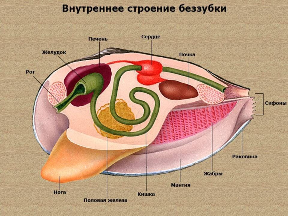 Строение мидии рисунок с описанием