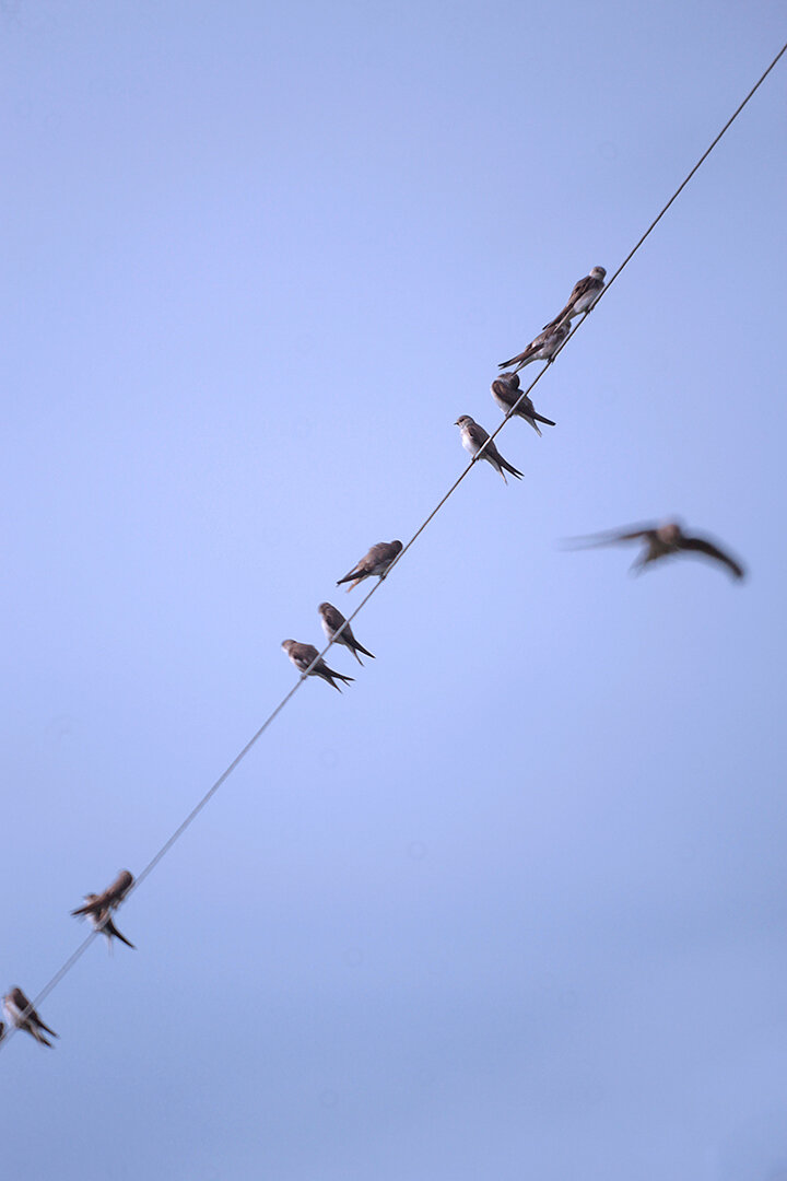 Ласточки береговушки. 