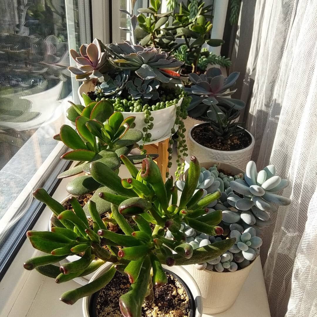 Мой подоконник с суккулентами😍