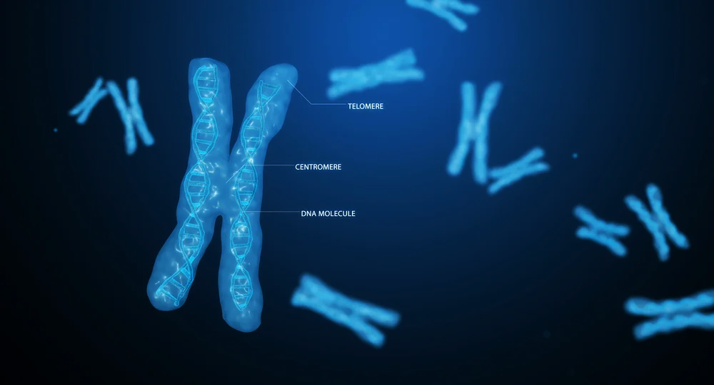 Новое исследование позволило получить высококачественную последовательность ДНК в теломере, центромере и повторяющихся участках в нескольких хромосомных "рукавах".