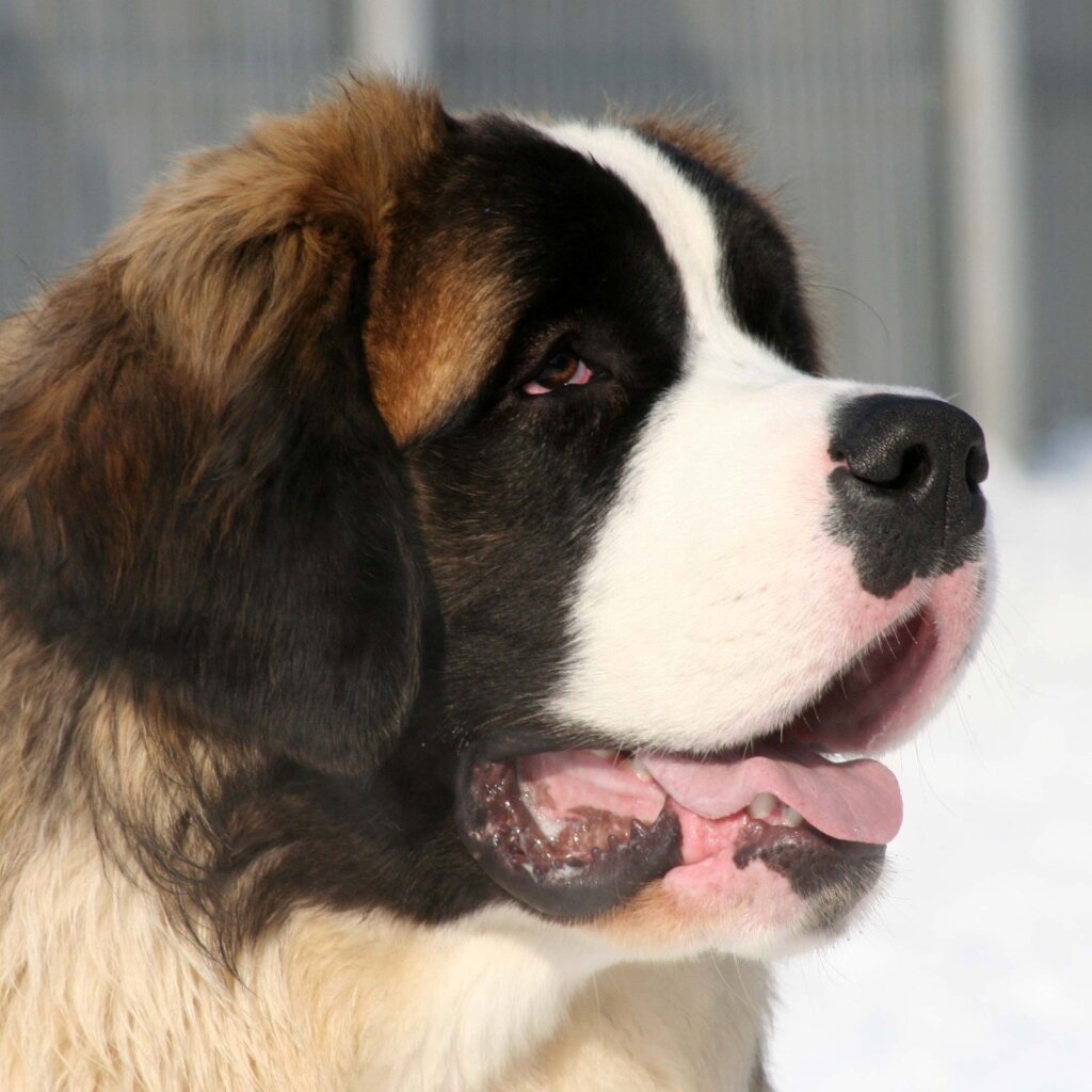 Фото с сайта zastavki.com