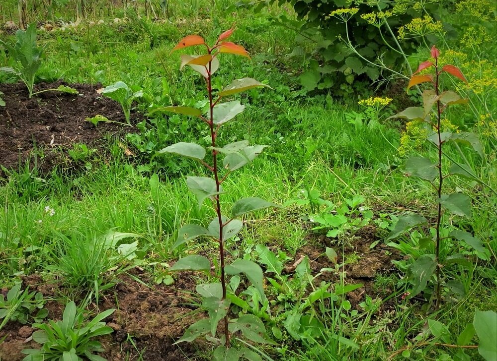 саженцы абрикоса