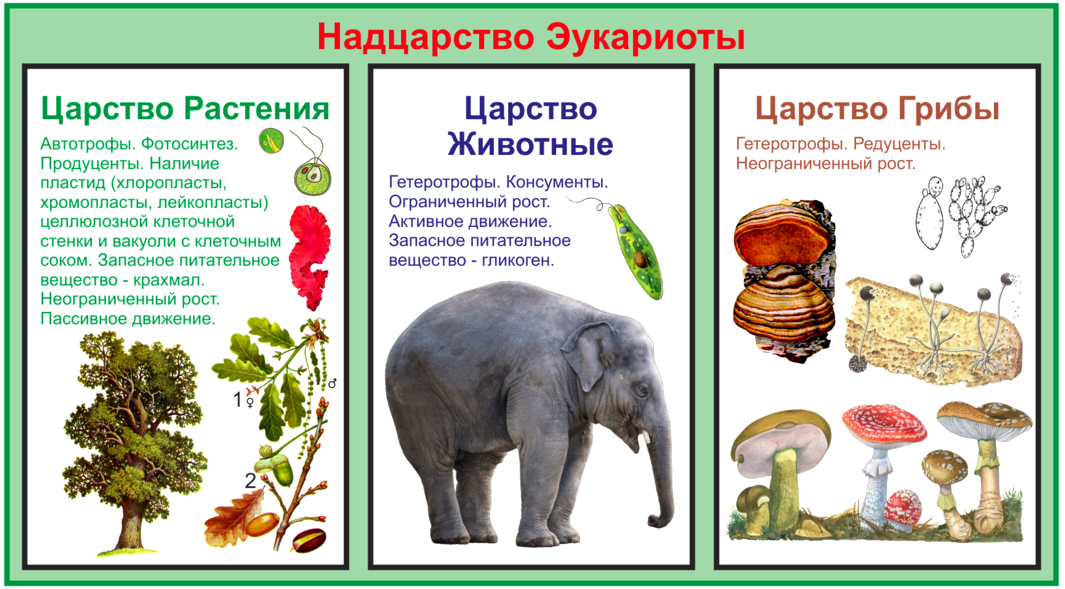 Надцарство это в биологии. Царства и надцарства. Надцарство царство. Надцарство дуба.