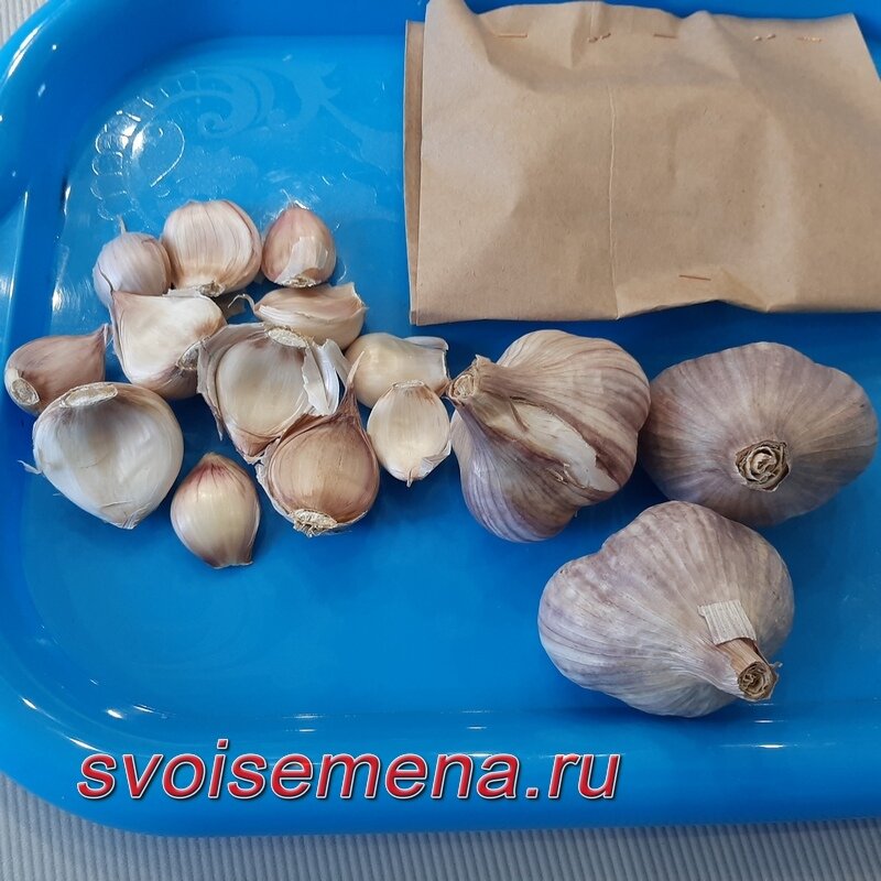 Яровой чеснок перед отправкой