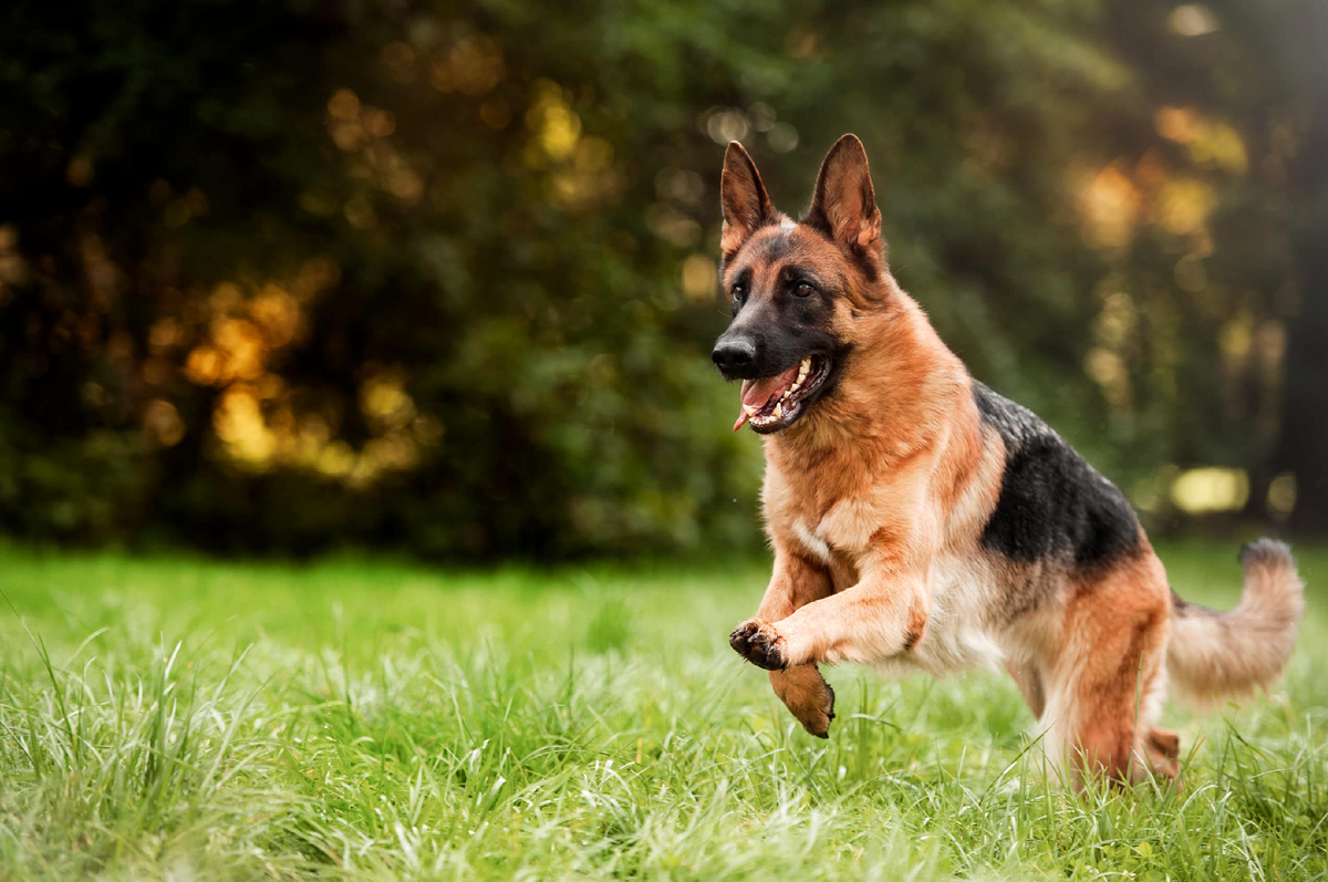 Немецкая овчарка играет. German Shepherd немецкая овчарка. Немецкая овчарка Шеферд. Чепрачная овчарка. Овчарка короткошерстная.