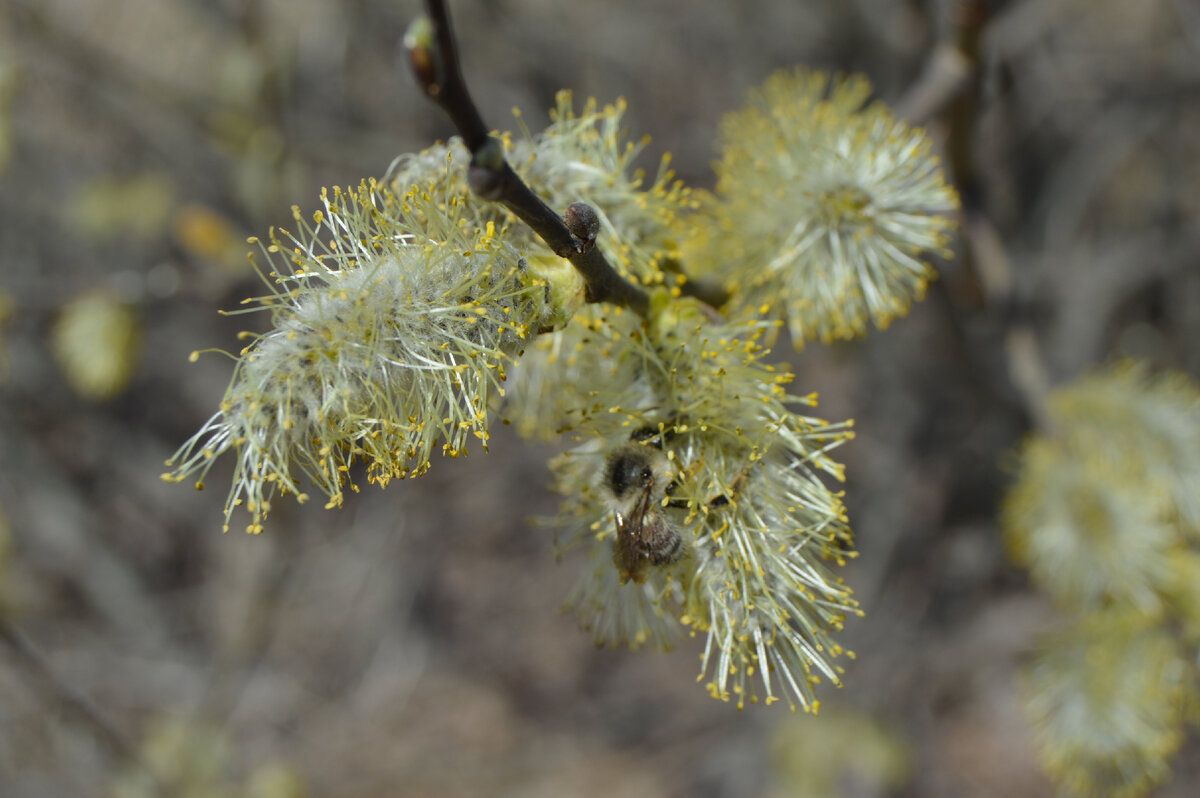 Апрель. Фото автора