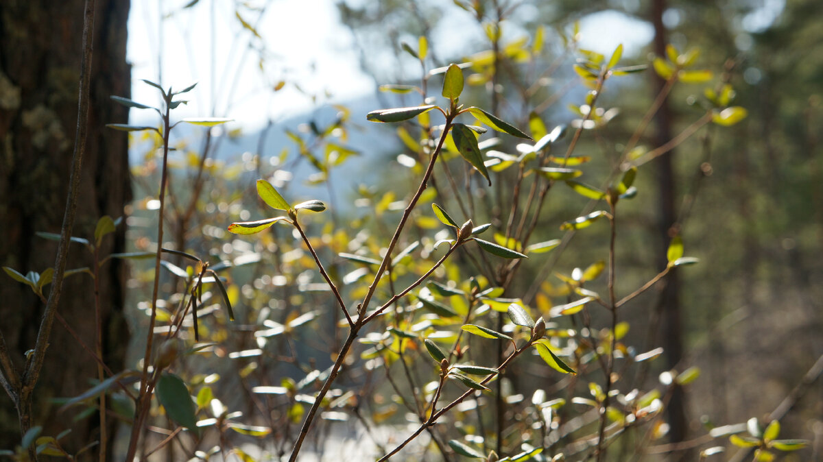 В лучах солнца. Фото автора.