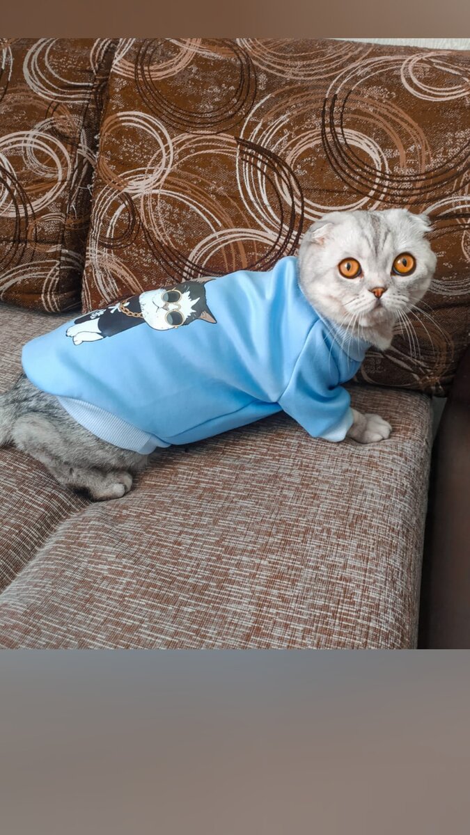 Кошки не похожи на людей:
Кошки — это кошки.
Люди носят шляпы и пальто —
Кошки часто ходят без одёжки.
Кошки могут среди бела дня
Полежать спокойно у огня.
Кошки не болтают чепухи,
Не играют в домино и в шашки,
Не обязаны писать стихи, —
Им плевать на разные бумажки…
Людям не сойти с протоптанной дорожки,
Ну, а кошки — это кошки!