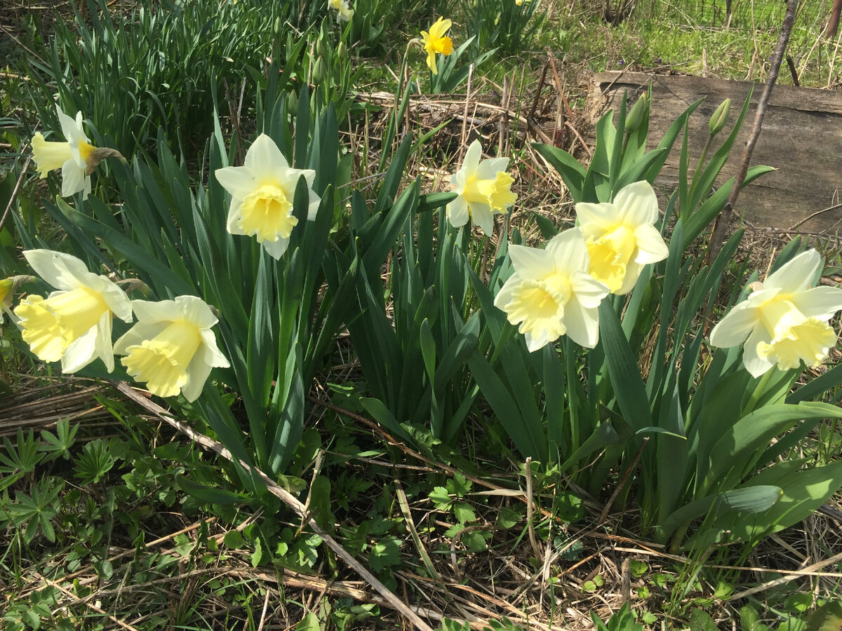 Нарциссы. Фото от 2 мая.