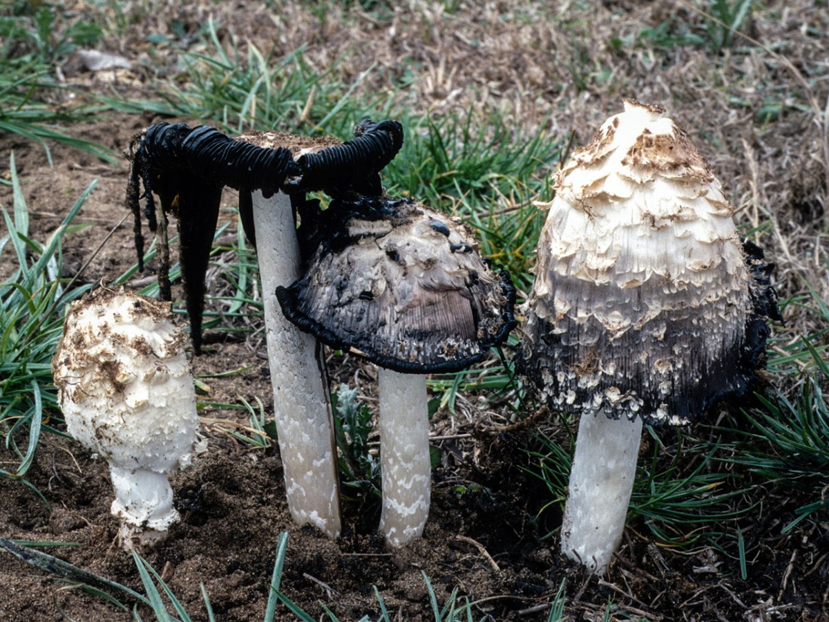 Навозник обыкновенный гриб. Гриб навозник белый съедобный. Чернильный гриб навозник белый. Копринус гриб навозник. Навозник олень