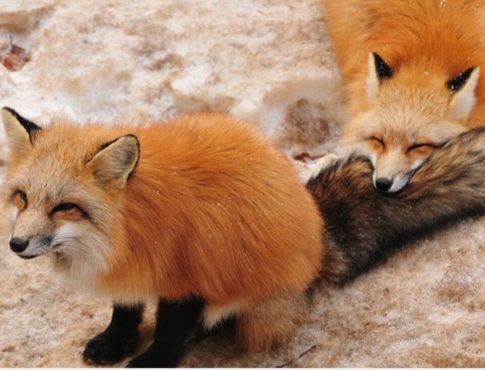 Кусь – не смог пройти мимо пушистого хвоста собрата