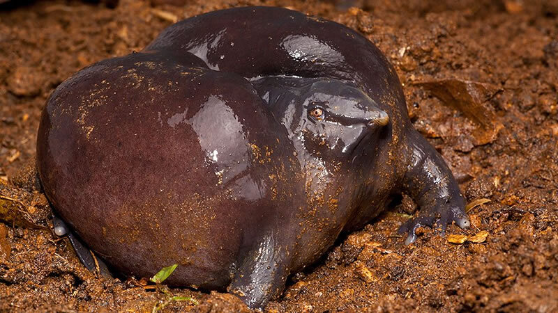 Nasikabatrachus sahyadrensis